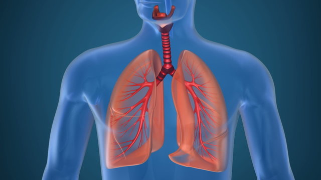 Anatomy of human respiratory system 
