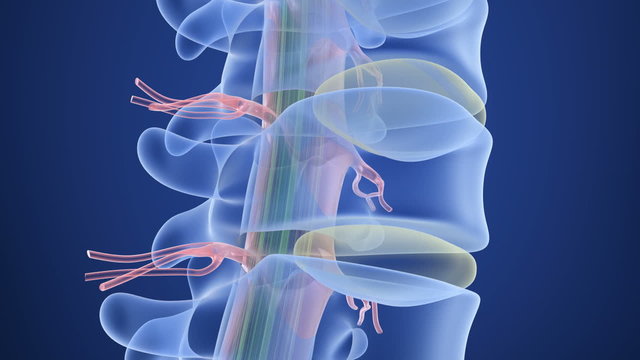 Human Spine x-ray view, 3D render
