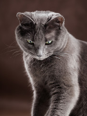 Russian Blue Cat, studio shot