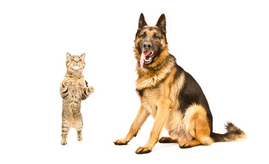 German Shepherd and frisky cat Scottish Straight