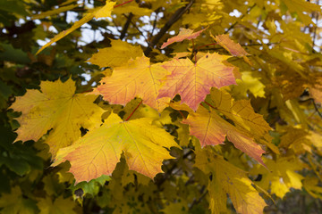 maple leaves in autumn colors on a tree