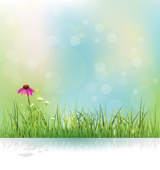 Fototapeta premium Vector illustration Spring nature field, green grass, white flowers meadow and echinacea ( purple coneflower) flower with shadow. Water drops on green leaves with bokeh on blue-green color background.