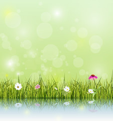 Obraz na płótnie Canvas Vector illustration Green grass and echinacea ( purple coneflower) flower, white daisy and wildflower with reflection on water. Soft green color with bokeh background. Spring flower background 
