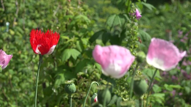 poppy flowers blooms move in wind in summer garden. Closeup focus change shot. 4K
