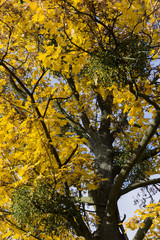 Fototapeta premium Green mistletoe in the crown of maple tree