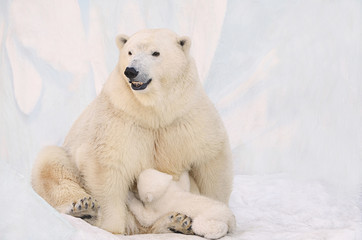 Obraz na płótnie Canvas Белая медведица кормит медвежонка.
