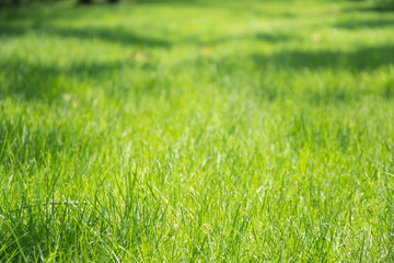 grass meadow background