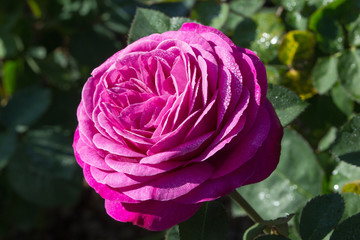 Rosa camelia