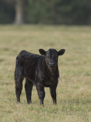 Black Angus Calf