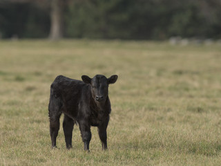 Black Angus Calf