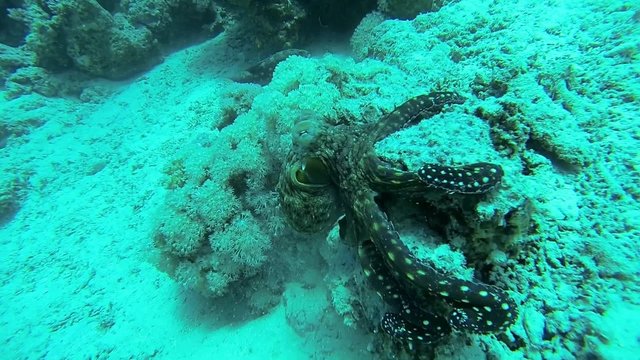 roter krake am meeresgrund in zeitlupe
