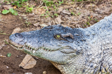 a crocodile with open mouth
