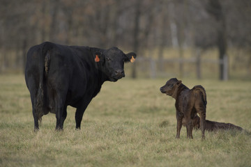 Black Angus Cow and Calf