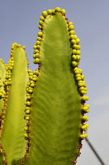 cactus with seeds