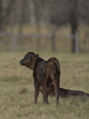 Black Angus Calf