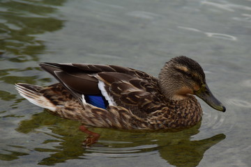 Ente