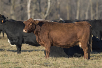 Black Angus Cattle