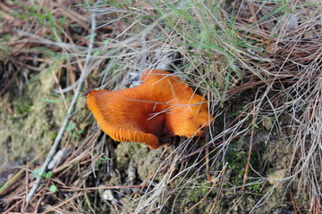 Champignon orange