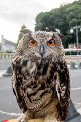 Owl with orange eye in the city.