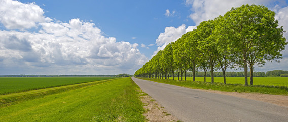 Trees along a country road in spring
