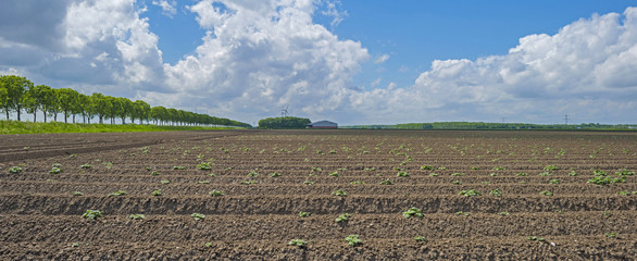 Furrows in a sunny  plowed field in spring