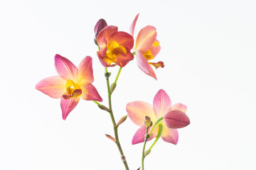 Fototapeta na wymiar Red orange Spathoglottis Plicata orchid