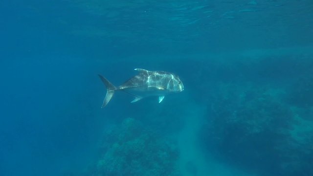 stachelmakrele schwimmt an oberflaeche
