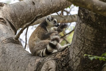 Ring tailed lemur on a tree