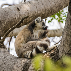 Ring tailed lemur on a tree
