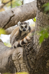 Famous Madagascar Maki lemur, Ring tailed lemur portrait sitting on a tree in Reserve d'Anja National Park.