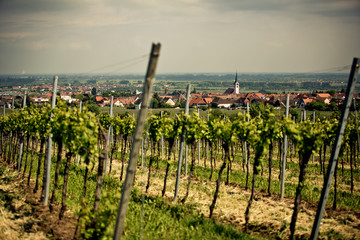 Vineyards in Rhineland Palatinate in early summer