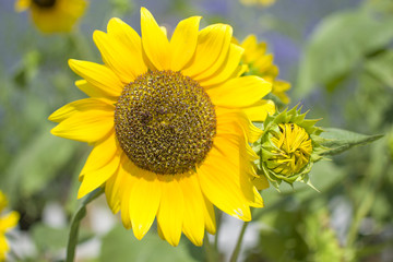 Obraz premium A close-up of sunflower in field