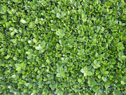 Green bush close up