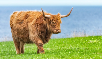 Schottische Hochlandrind, Highland Cattle (Kyloe)