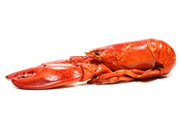 gekochter kanadischer Hummer isoliert auf weißem Hintergrund	
