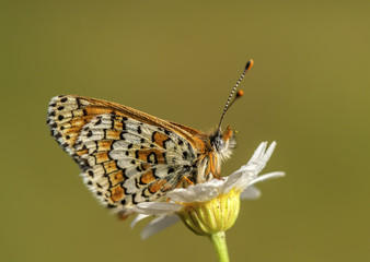 Kelebek
