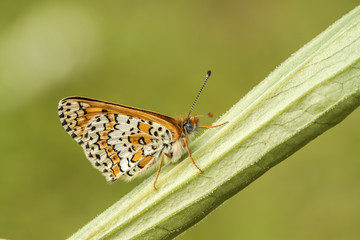 Kelebek
