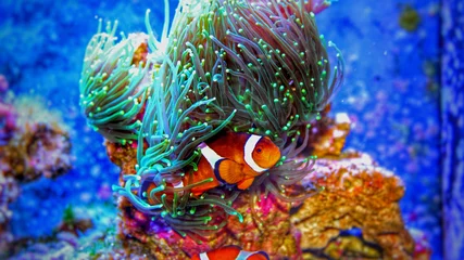 Fototapete Unterwasser Clownfische im Meerwasseraquarium