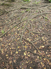 Tree roots on the ground