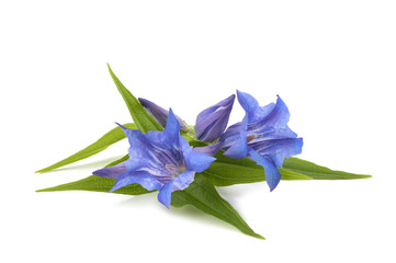 Gentian