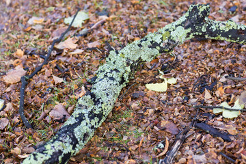 Dry log, covered with moss lies on the ground. 