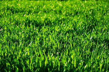  grass texture - 96371440