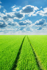 Green field and bright blue sky