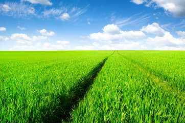 Green field with blue sky