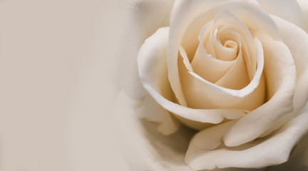 Light pink creamy rose closeup background