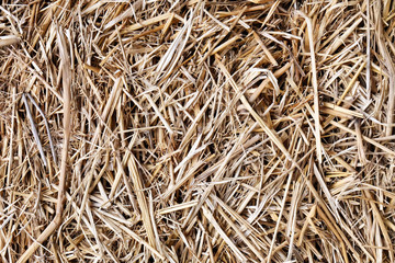 dry straw texture, useful for backgrounds