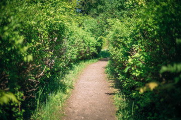 Beautiful Alley In Park. Garden Landscaping Design