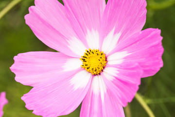 Obraz premium コスモス色