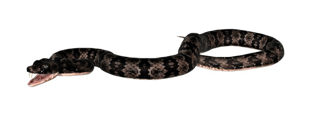 Cottonmouth Snake on White
