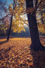 Colorful autumn park on sunny morning in Krakow, Poland